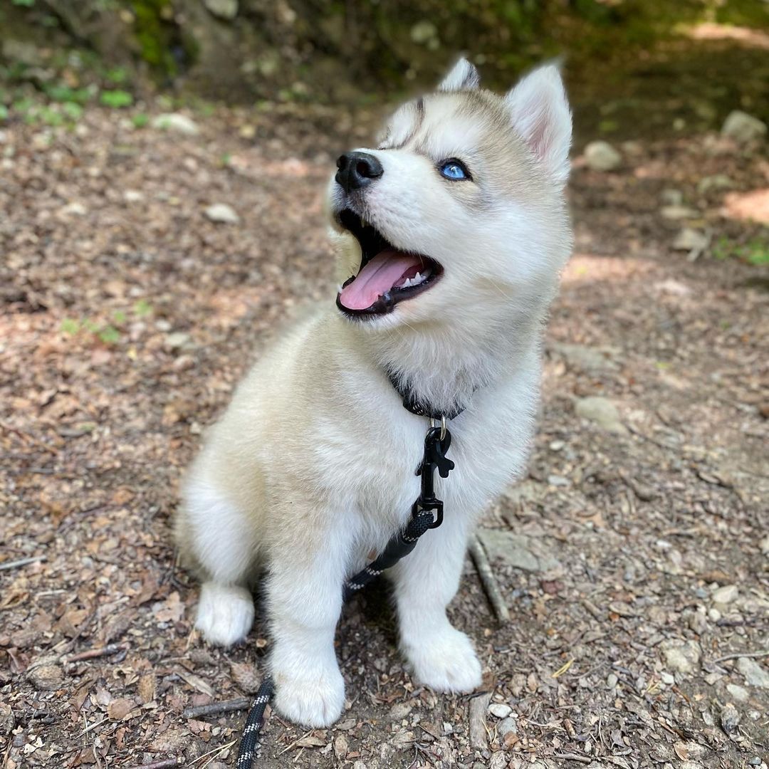 full red siberian husky for sale
