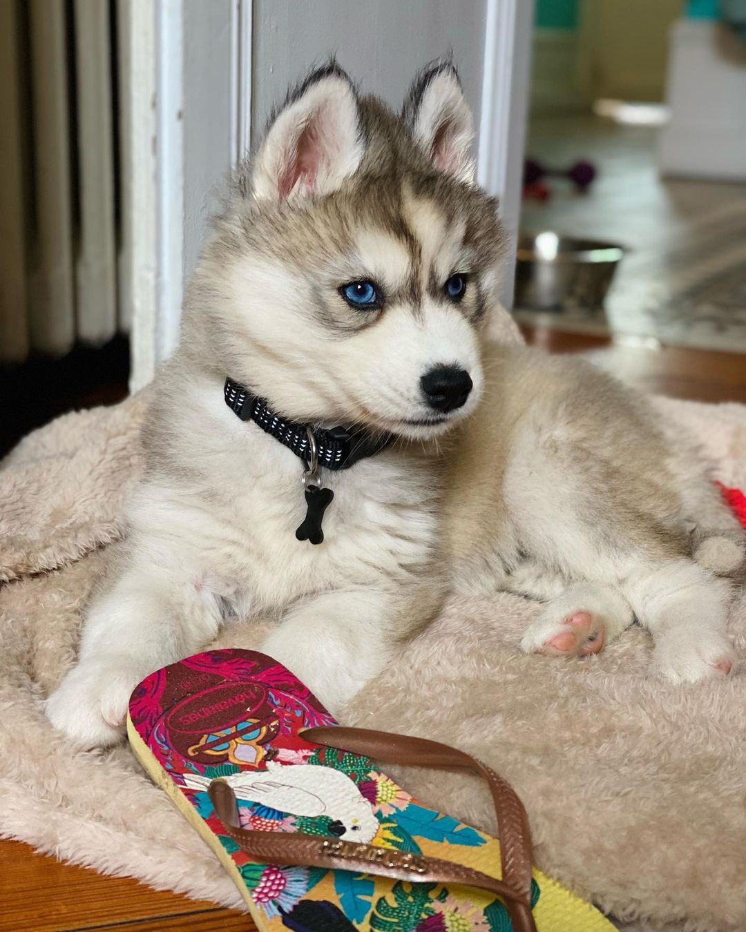 full brown siberian husky for sale