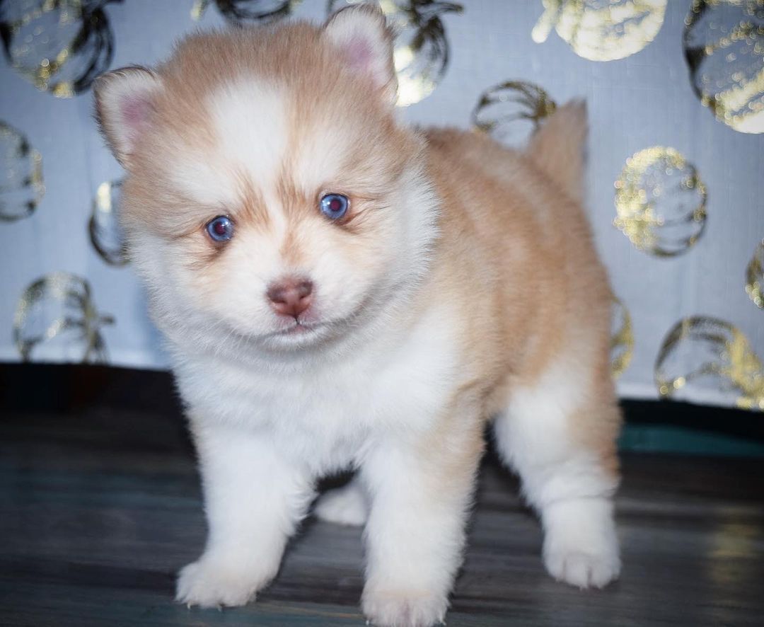 is siberian husky good family dog