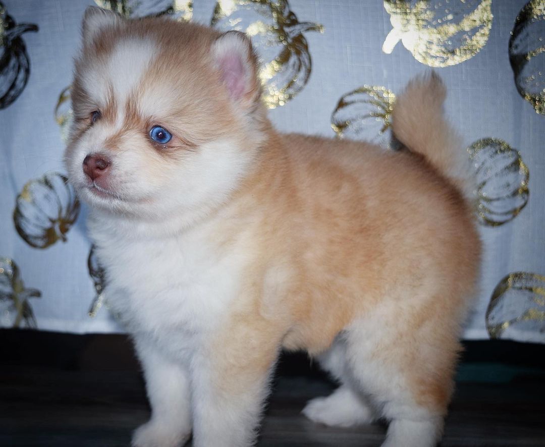 is siberian husky dangerous