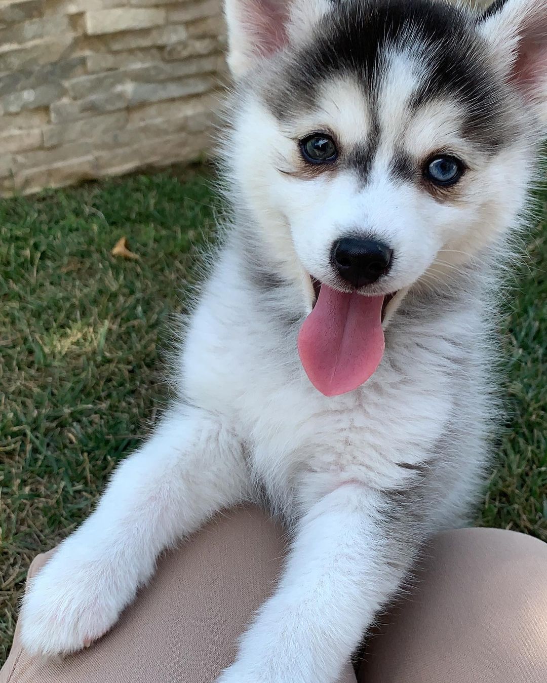 blue eyed siberian husky for sale