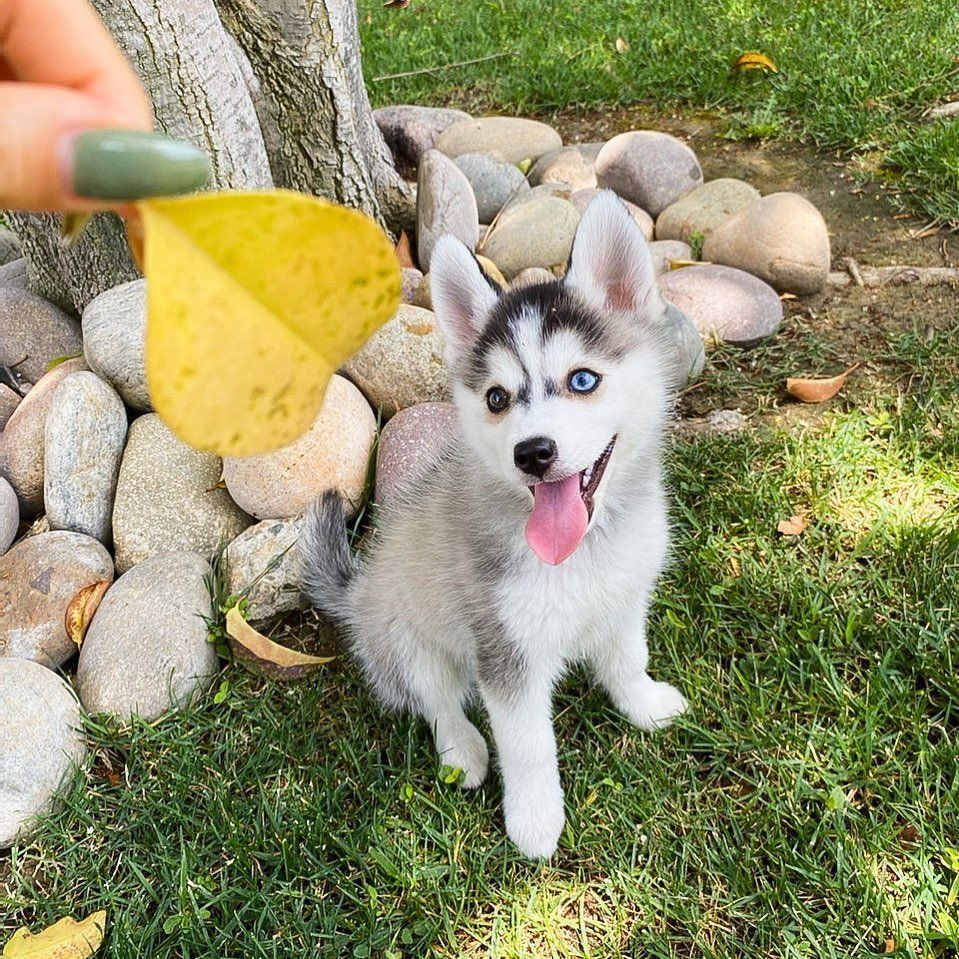 black siberian husky puppy for sale