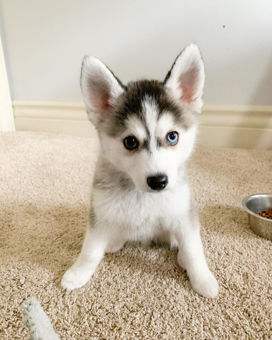 all brown siberian husky for sale