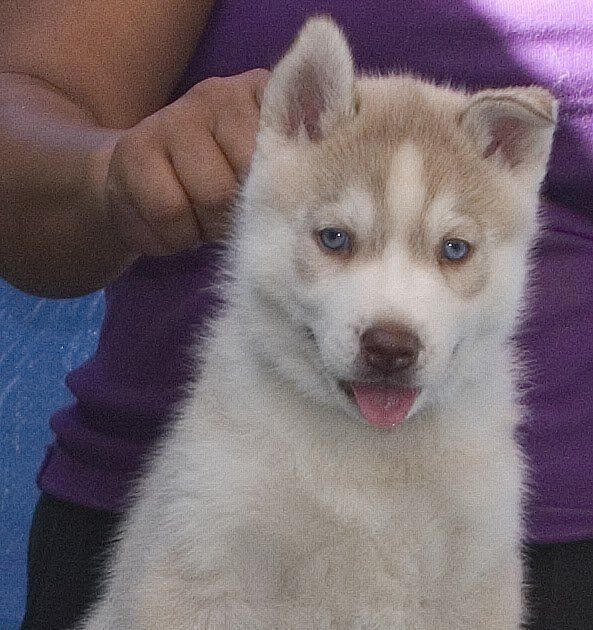 red siberian husky puppy for sale near me