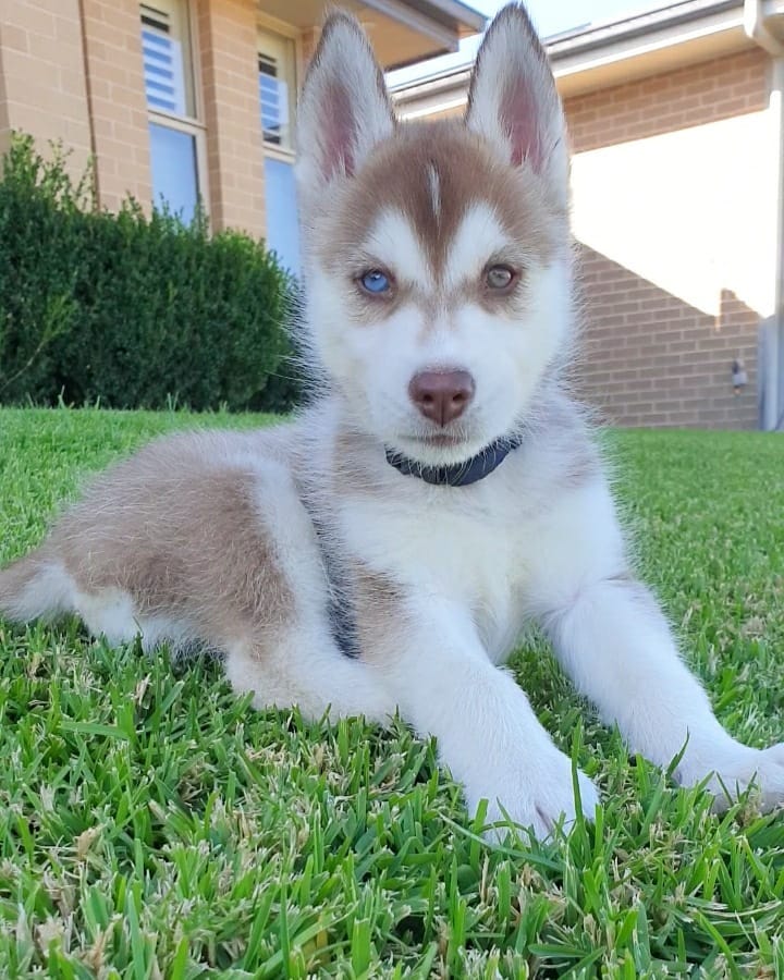 female siberian husky for sale