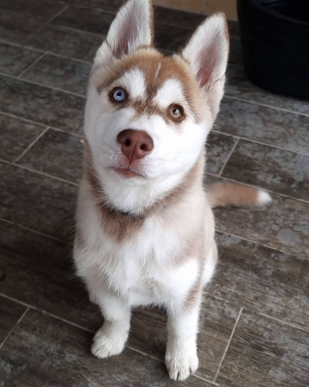 female siberian husky for sale USA