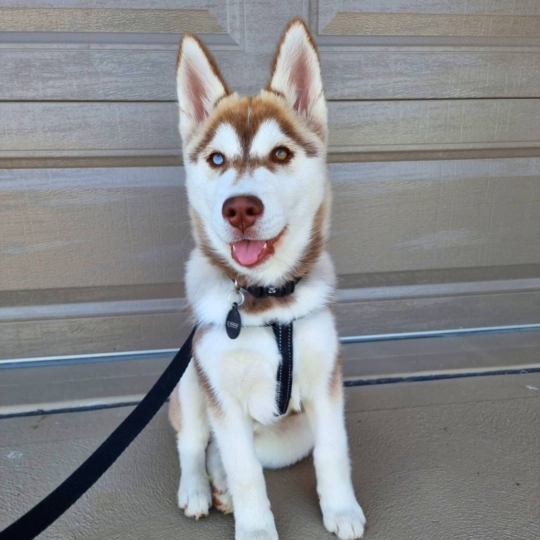 female siberian husky for sale near me