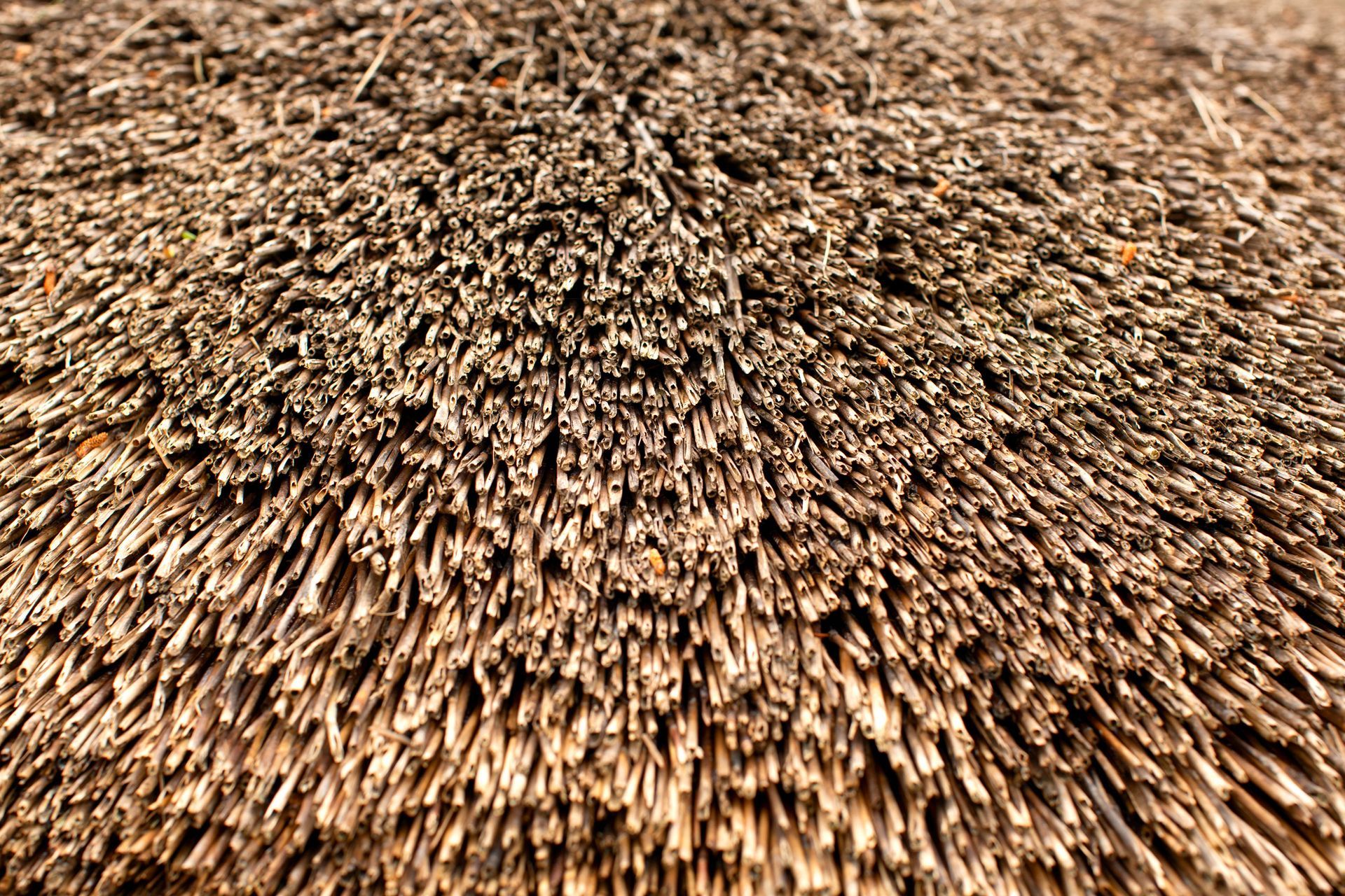 Het is een close-up van een rieten dak.