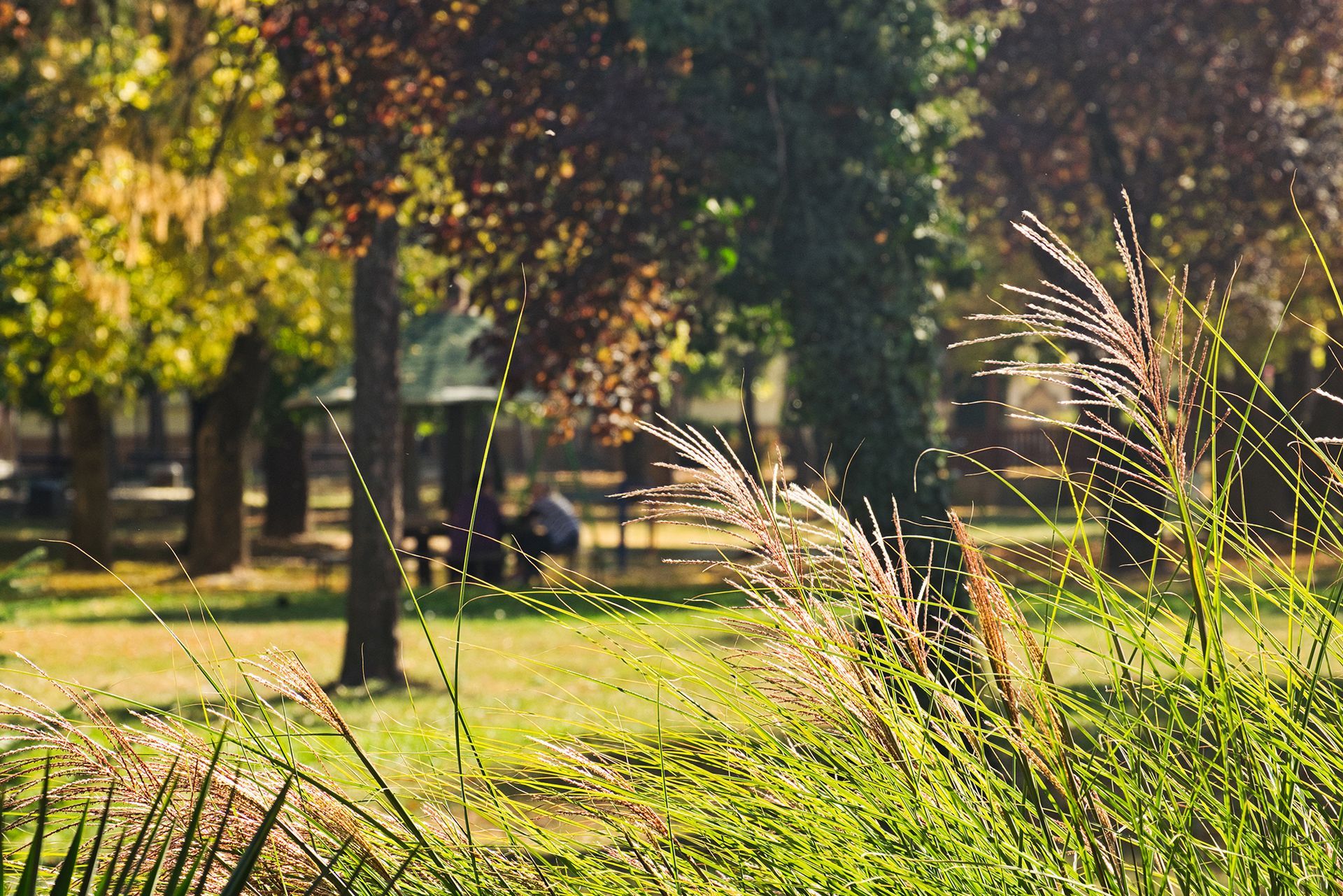 Een wazige foto van een park met bomen en gras op de voorgrond.