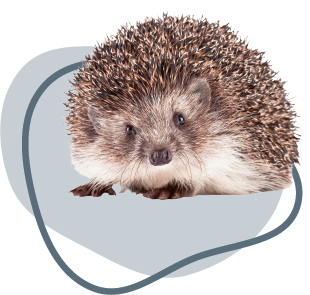 Een egel zit in een cirkel op een witte achtergrond