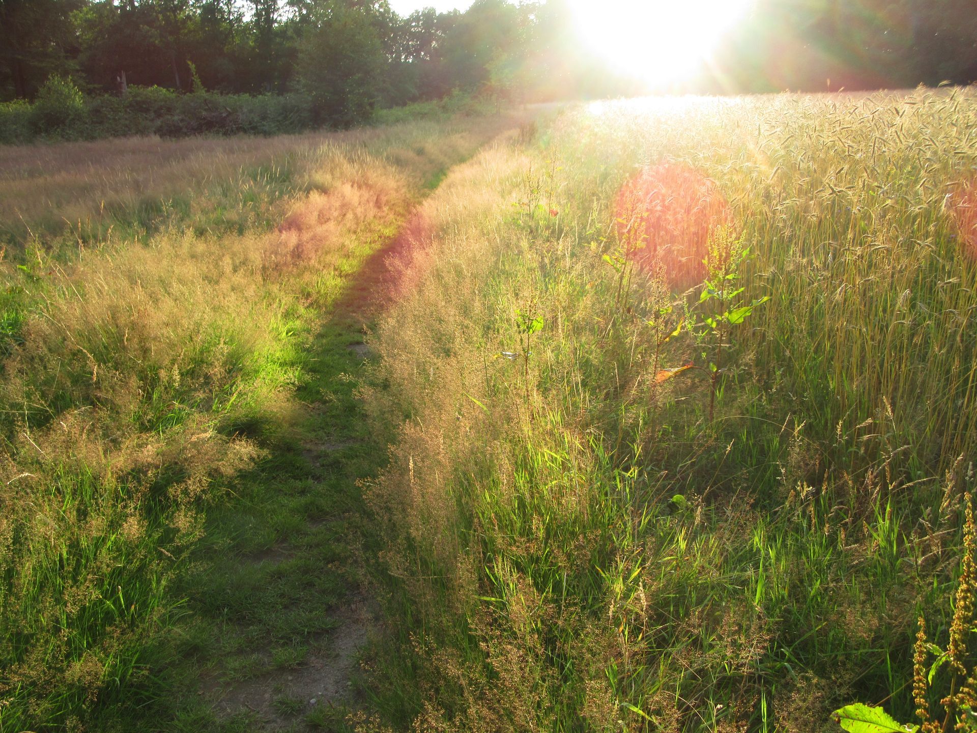 Een pad door een grasveld, terwijl de zon door de bomen schijnt.