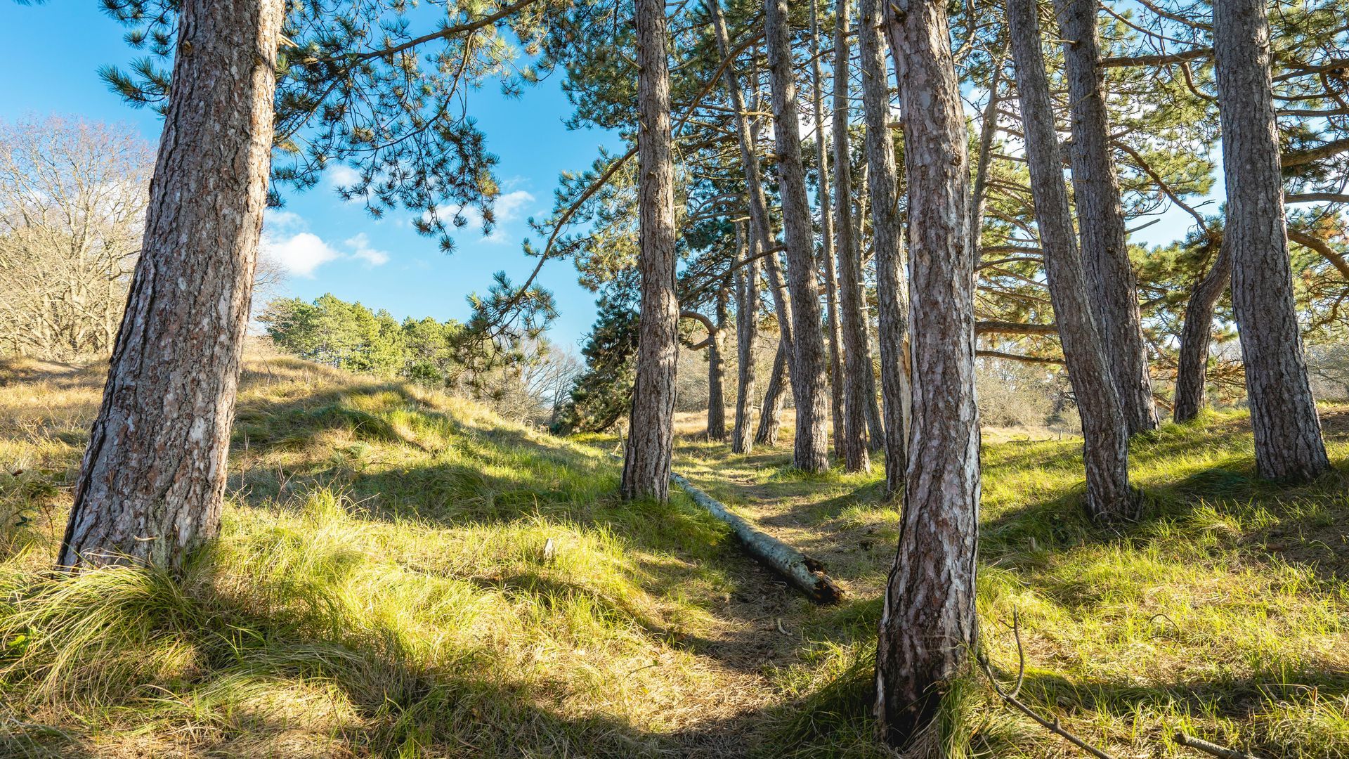 Een rij pijnbomen in een bos op een zonnige dag.