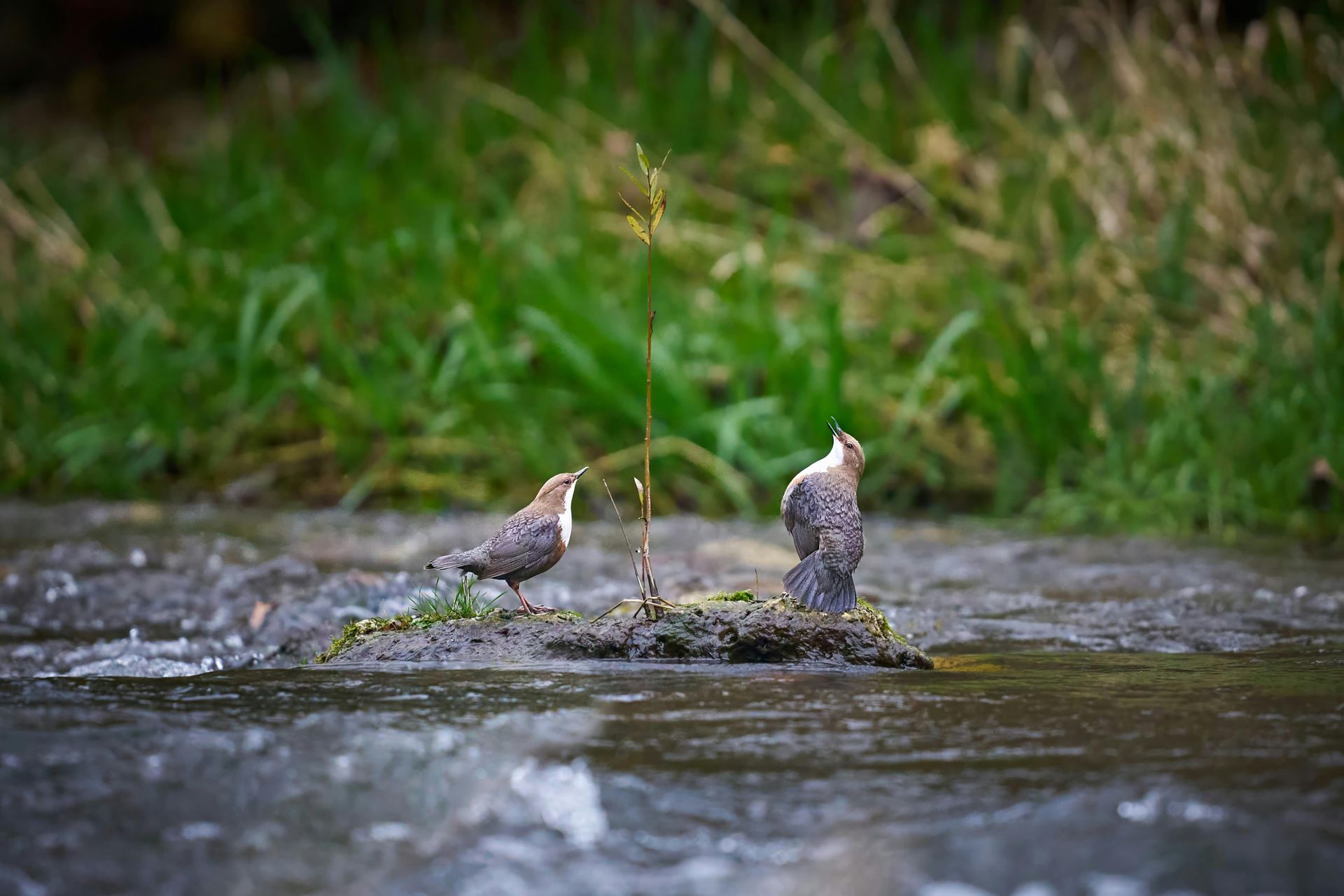 Twee vogels staan ​​op een rots in het midden van een rivier.