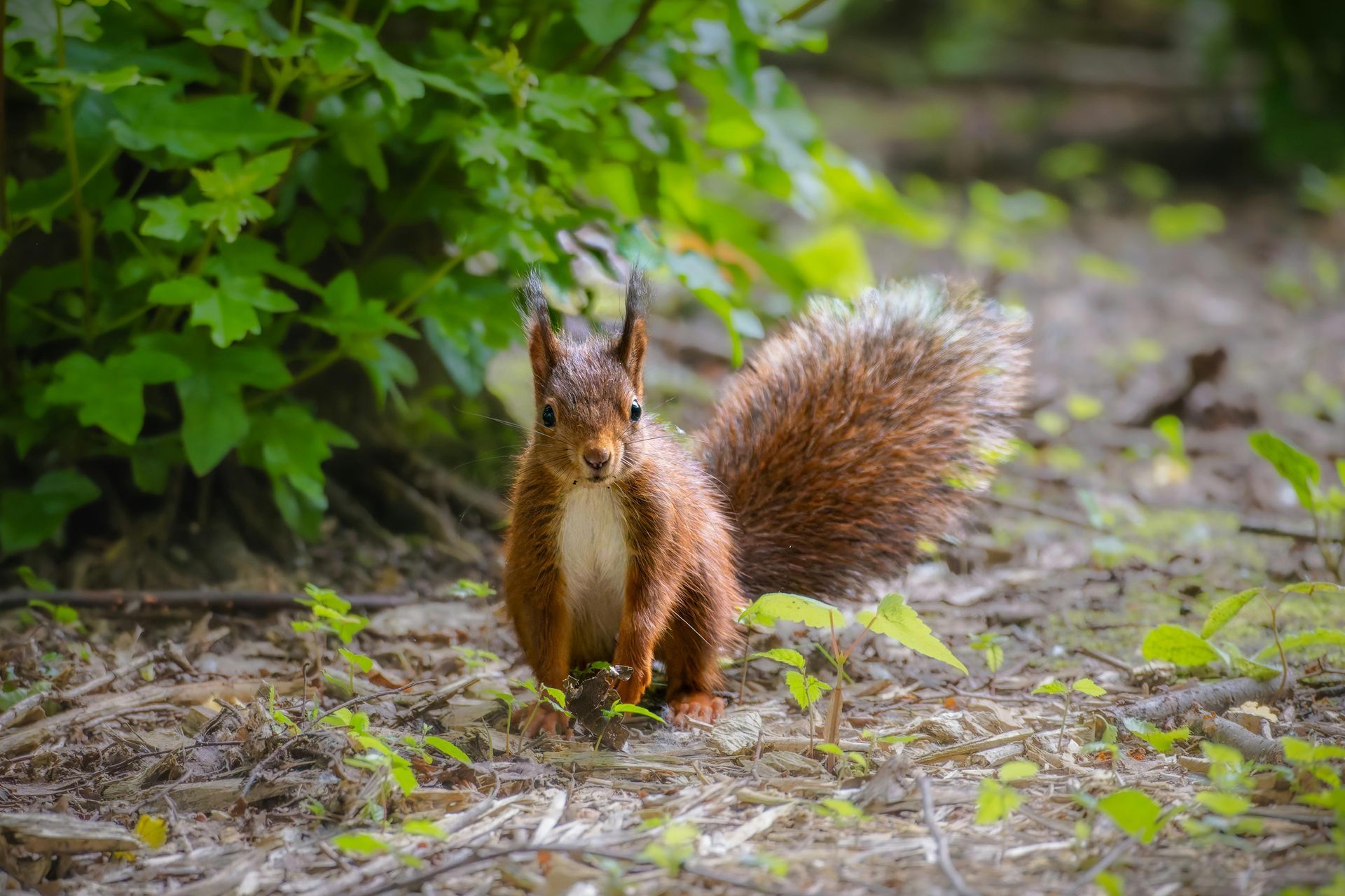 Een rode eekhoorn staat op de grond in het bos.