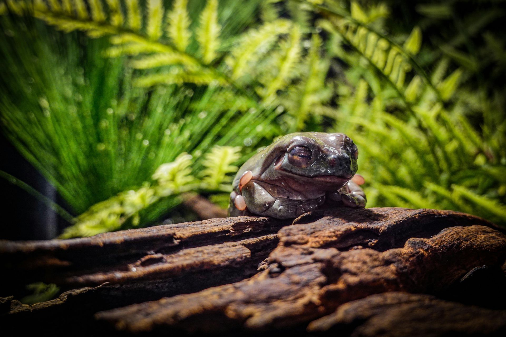 Een kikker zit op een rots in de jungle.