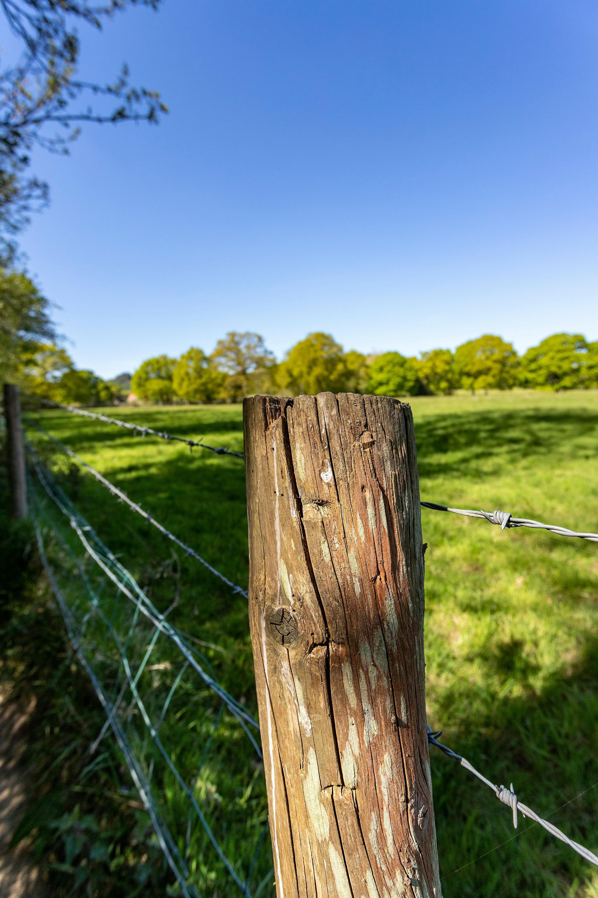 Een prikkeldraadomheining omringt een grasveld met bomen op de achtergrond.