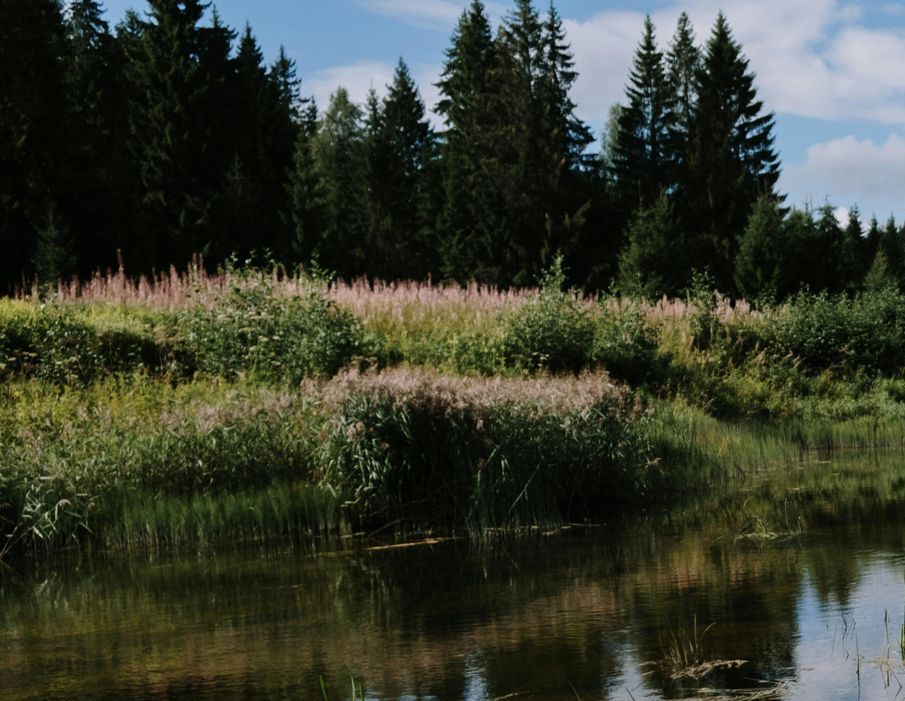 Een meer omgeven door hoog gras en bomen op een zonnige dag
