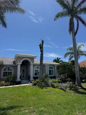 Person trimming a tall palm tree in front of a beige house under a bright blue sky. The yard has green grass and other palm trees.
