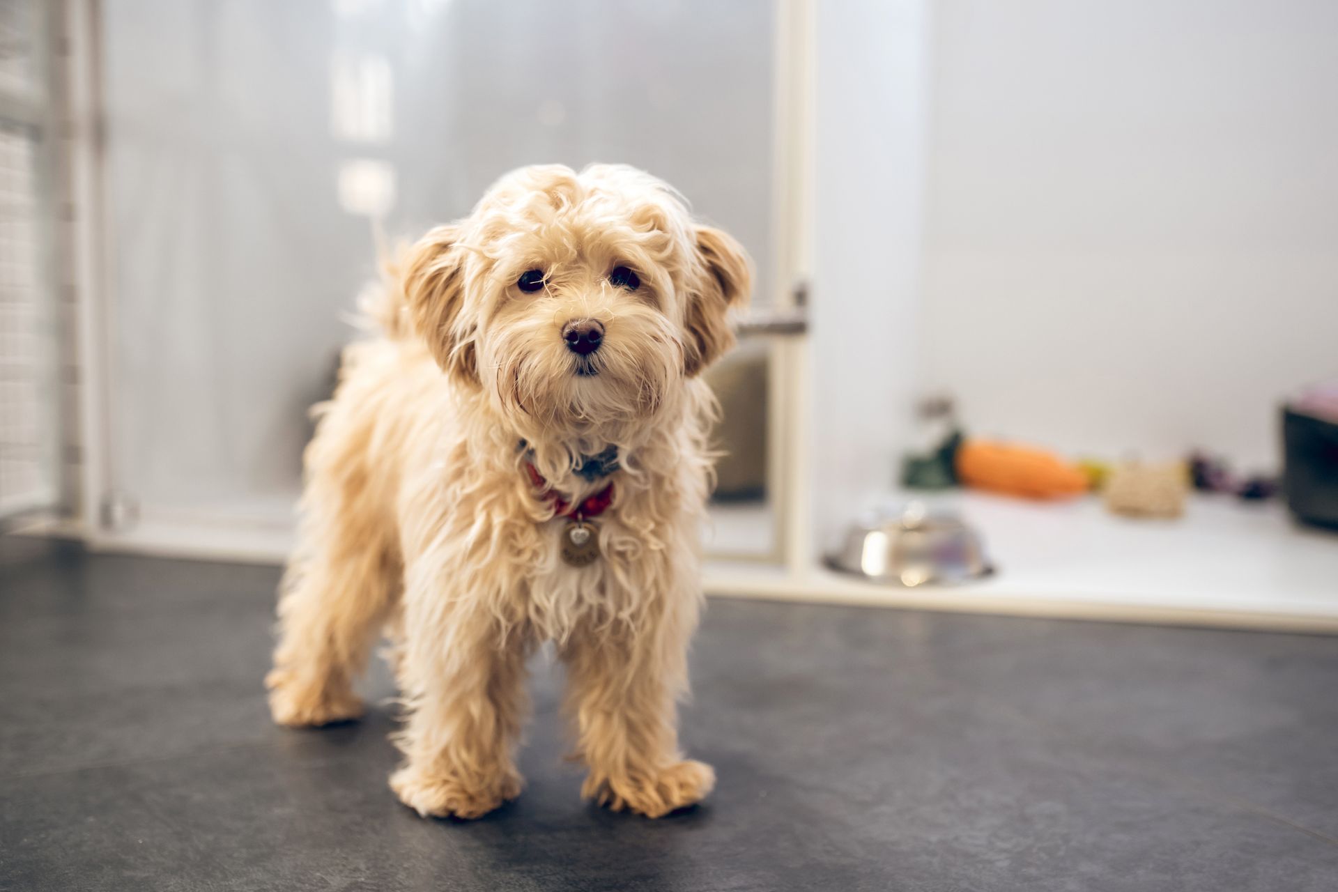 Small tan dog with fluffy fur standing indoors, looking at the camera.