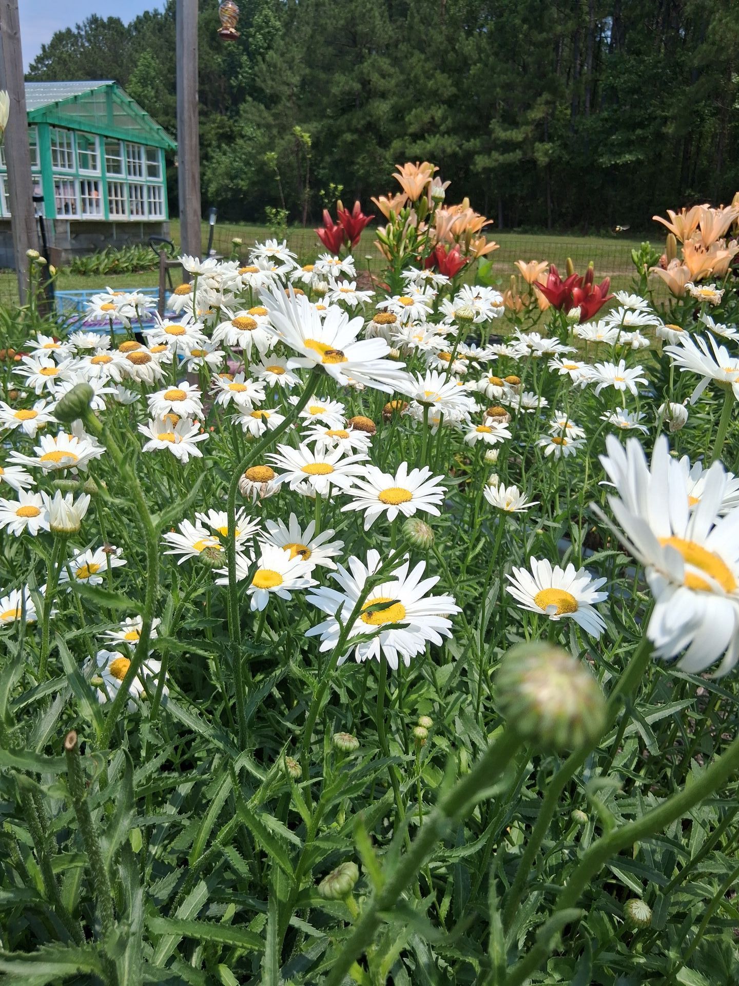 A lush patch of white daisies blooming in front of colorful daylilies, with a green greenhouse and trees in the background. A lush patch of white daisies blooming in front of colorful daylilies, with a green greenhouse and trees in the background.