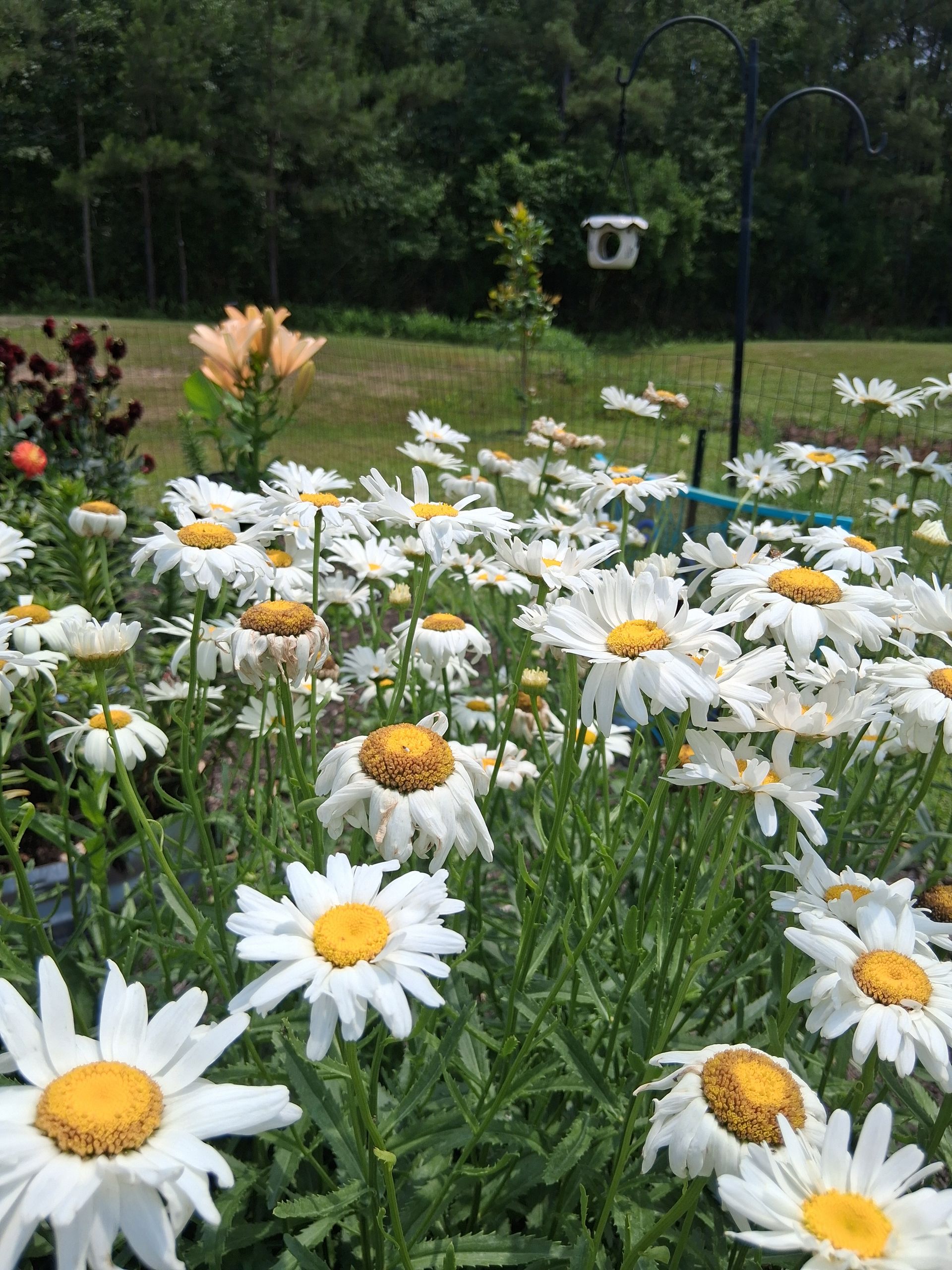 A lush patch of blooming white daisies with yellow centers, set against a blurred background of trees and a lawn.