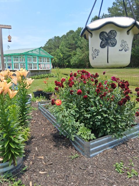 A hanging planter with a clover design above a metal raised bed of dark red flowers and a greenhouse in the background.