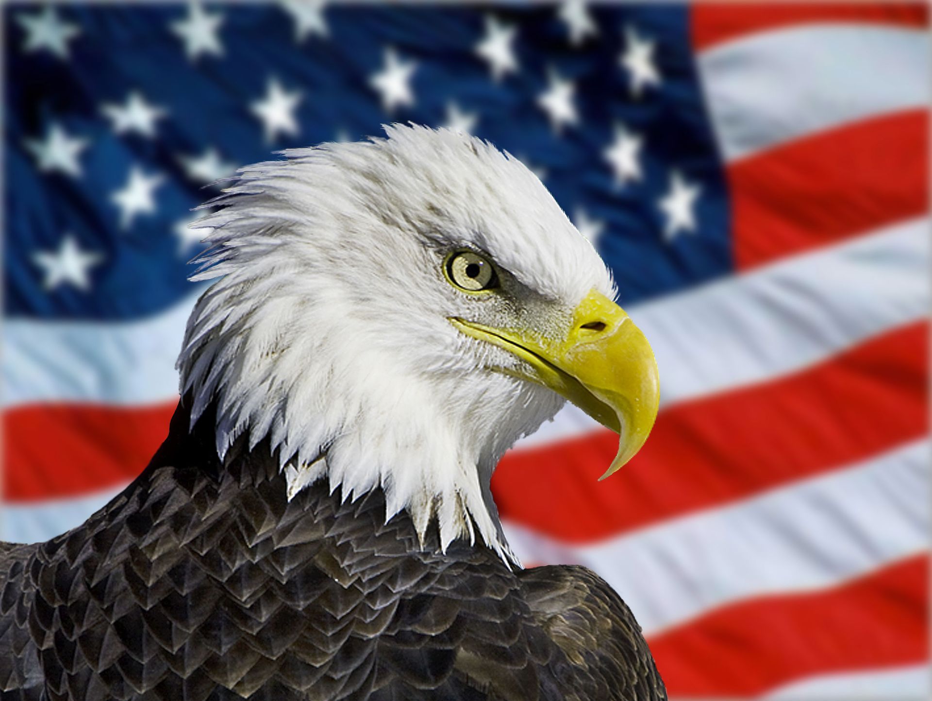 Bald eagle with focused gaze in front of the American flag.