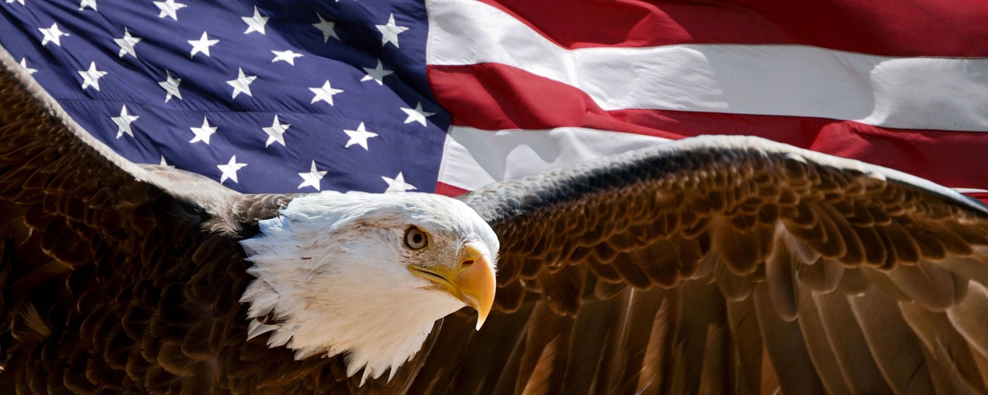 Bald eagle in front of the American flag, with wings spread, a patriotic symbol.