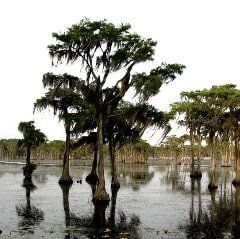 A swamp with trees growing out of the water