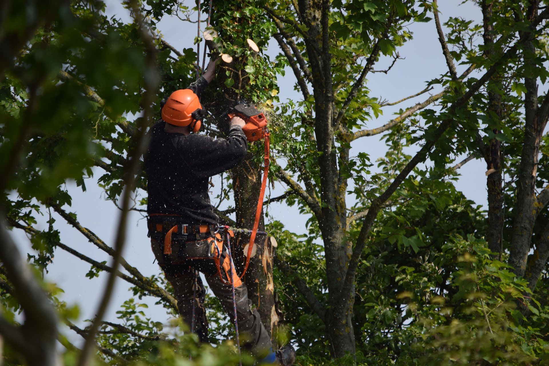 Arborist in orange helmet and safety gear uses a chainsaw to trim a tree branch.