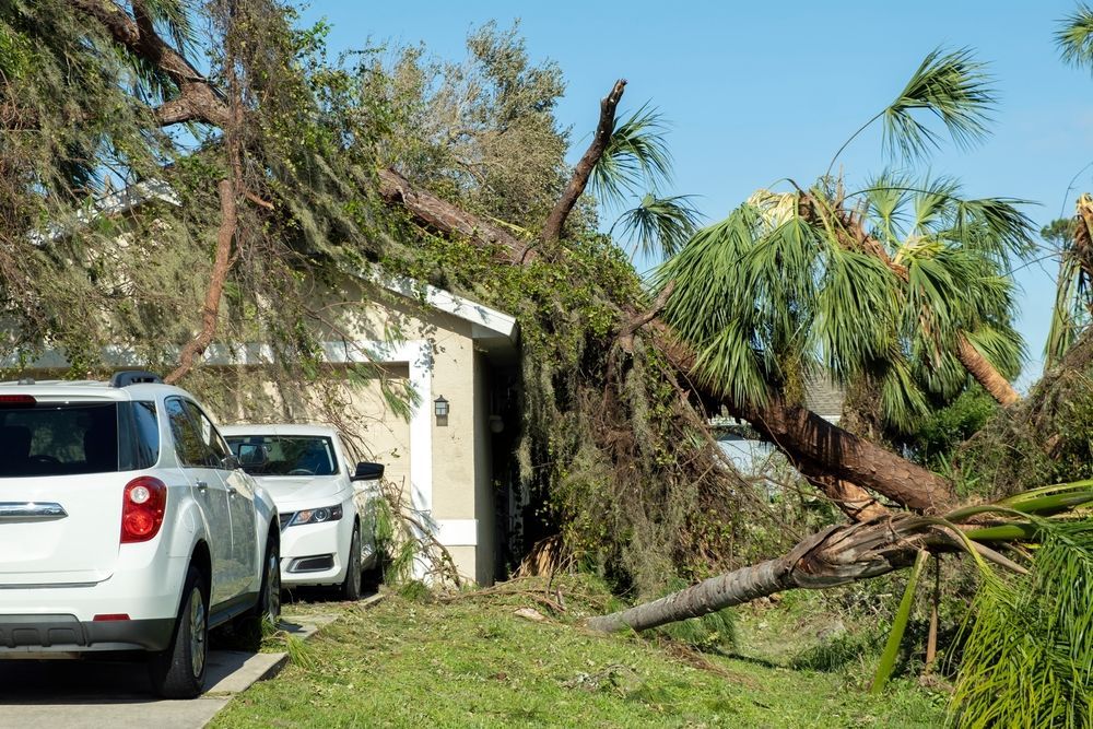 Fallen palm tree on house, cars parked in driveway, aftermath of storm.