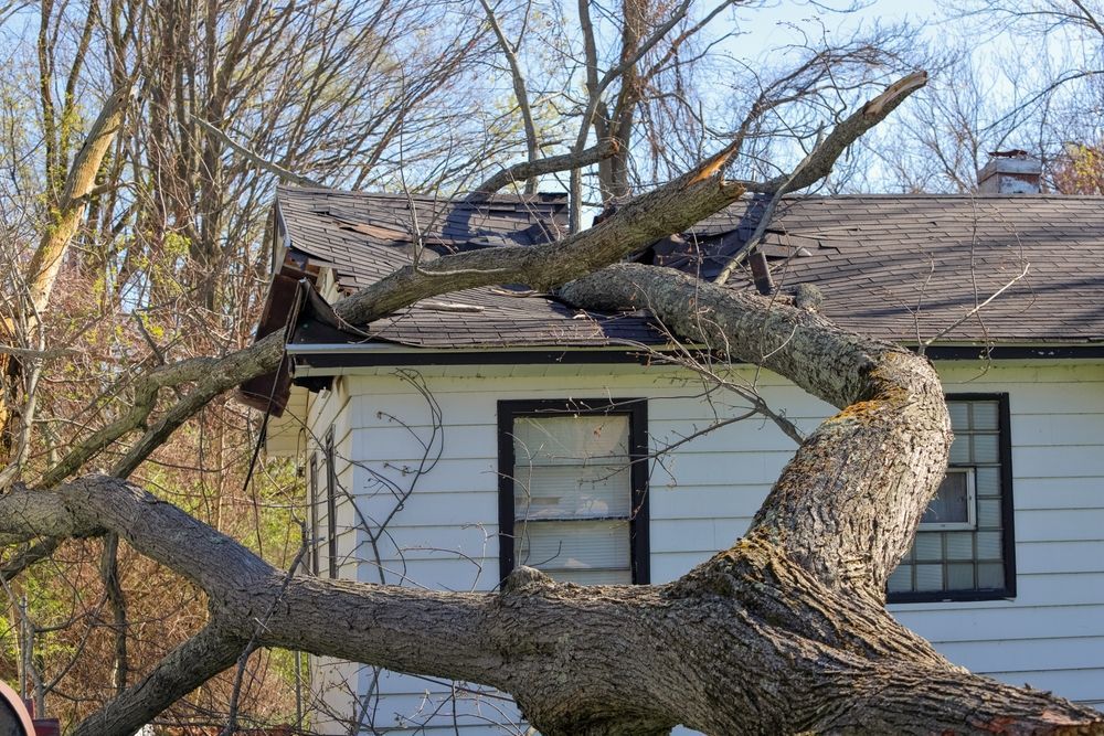 Tree branch crashed through a house roof, causing damage. White house with black framed windows.