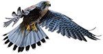 falconview logo
