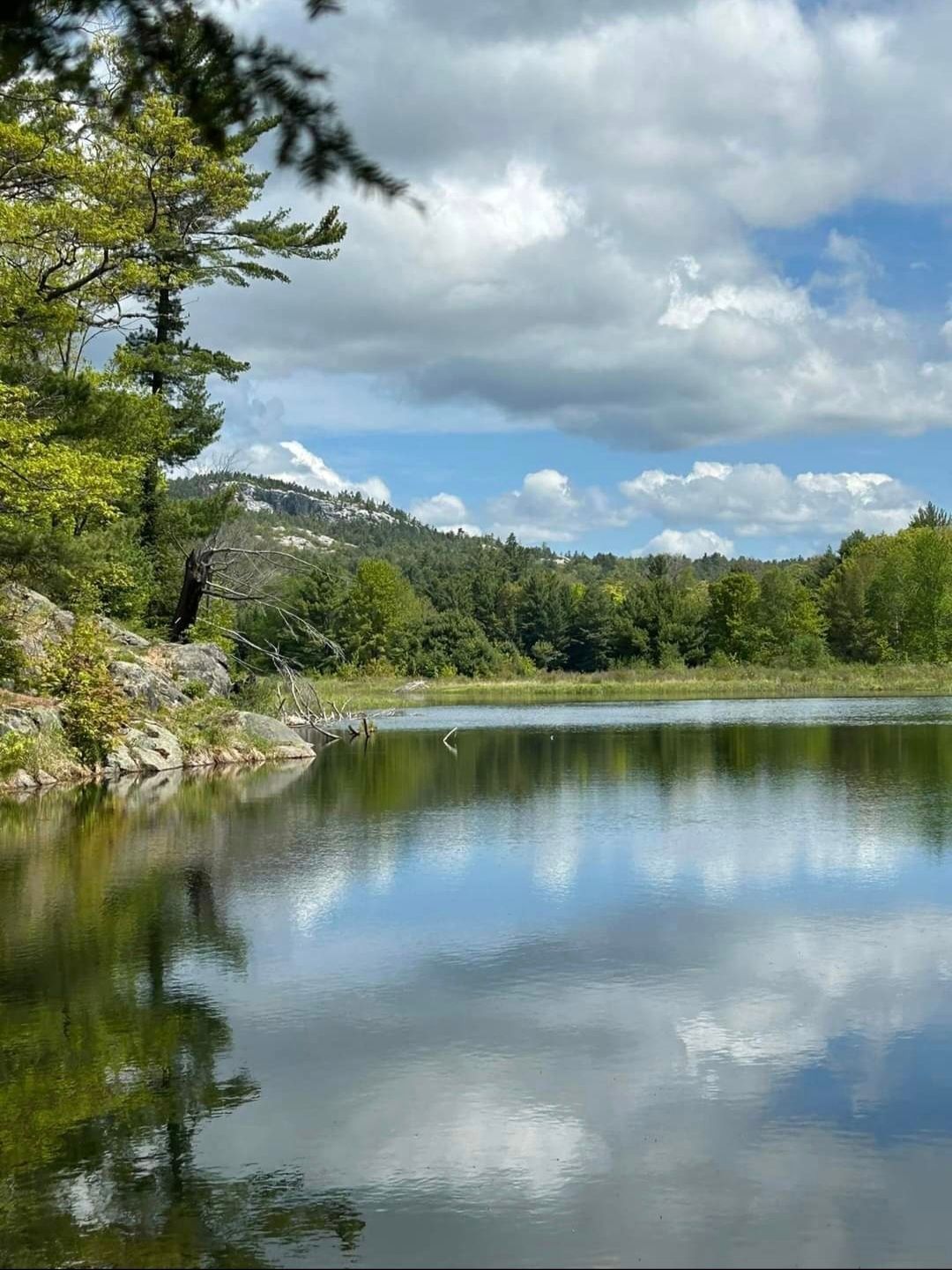 The scenery of trees and a lake