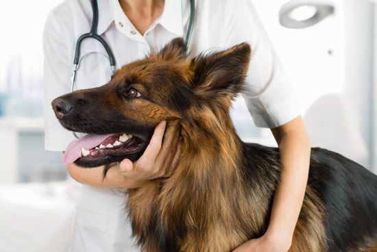 visita veterinaria per un cane