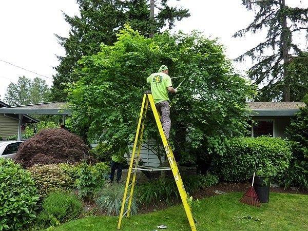 Tree Maintenance — Watsonville, CA — Williams Tree Service Inc