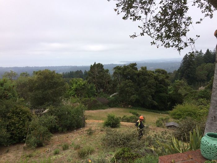 Landscape — Watsonville, CA — Williams Tree Service Inc