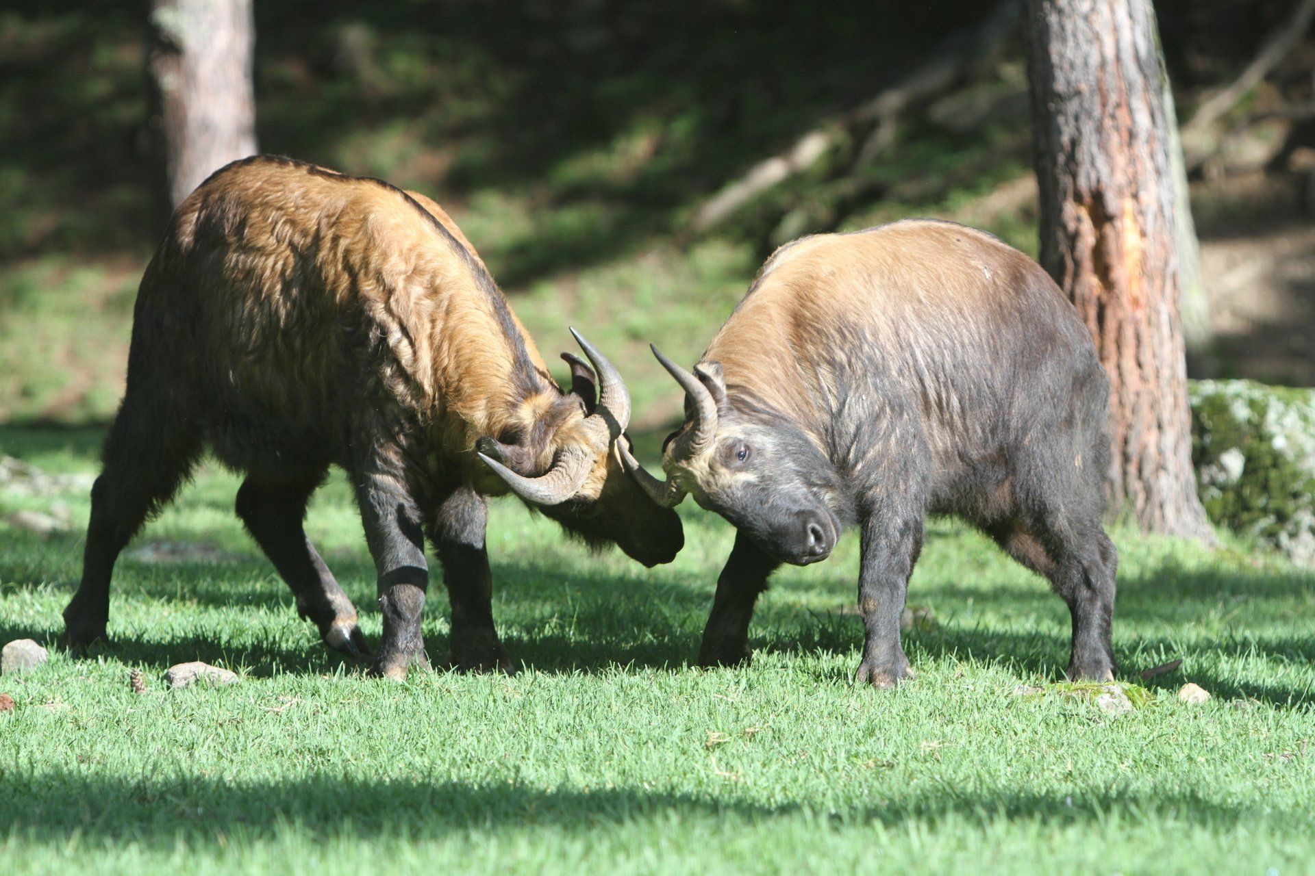 Takin Reserve in Thimphu