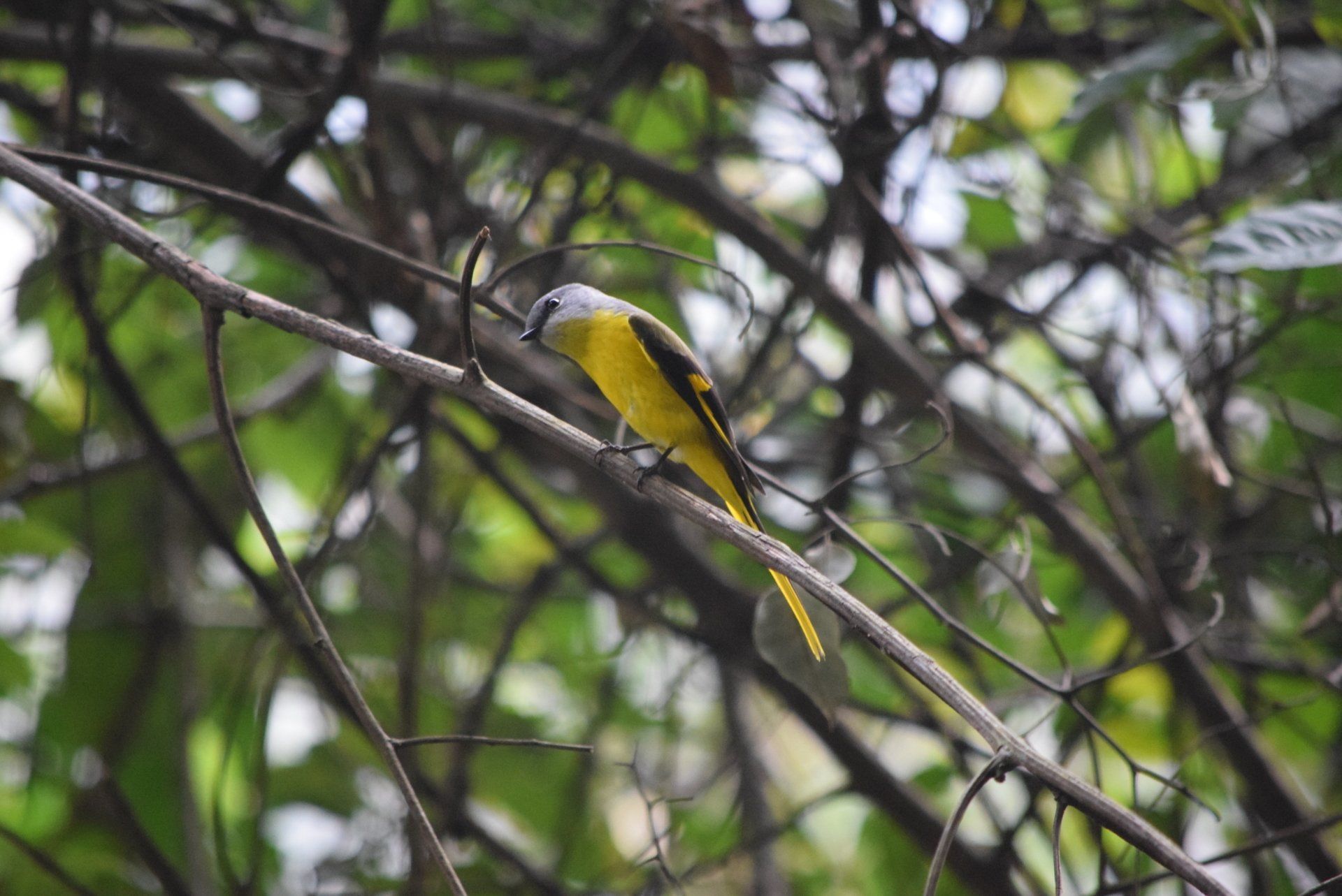 Birding in Zhemgang