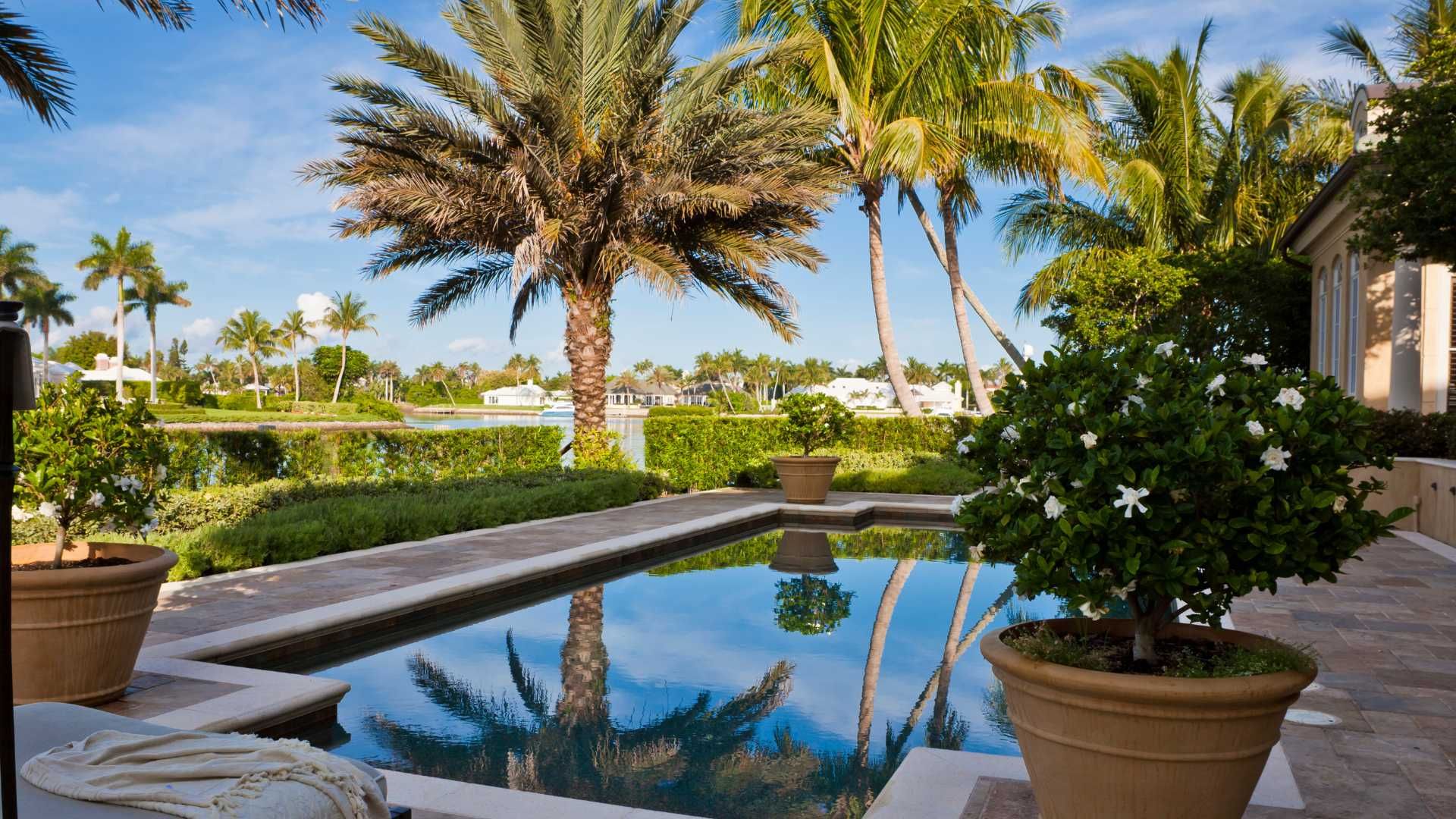 A large swimming pool surrounded by palm trees and potted plants