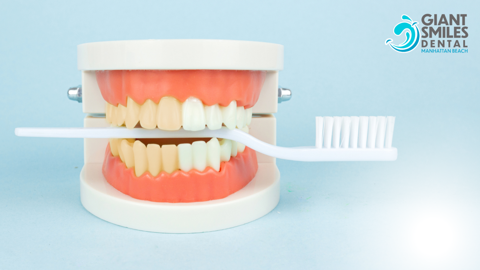 A model of teeth is being cleaned with a toothbrush.