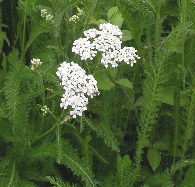 ACHILLEA