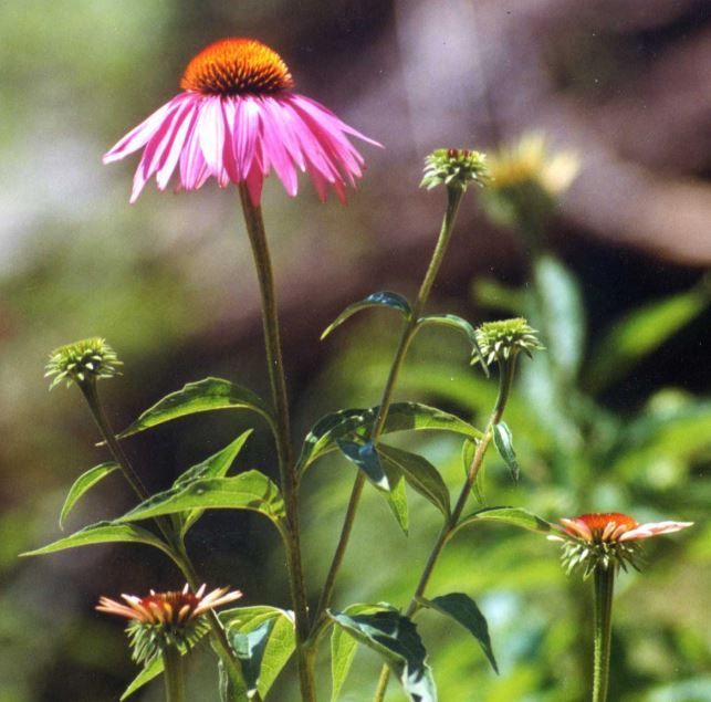 ECHINACEA