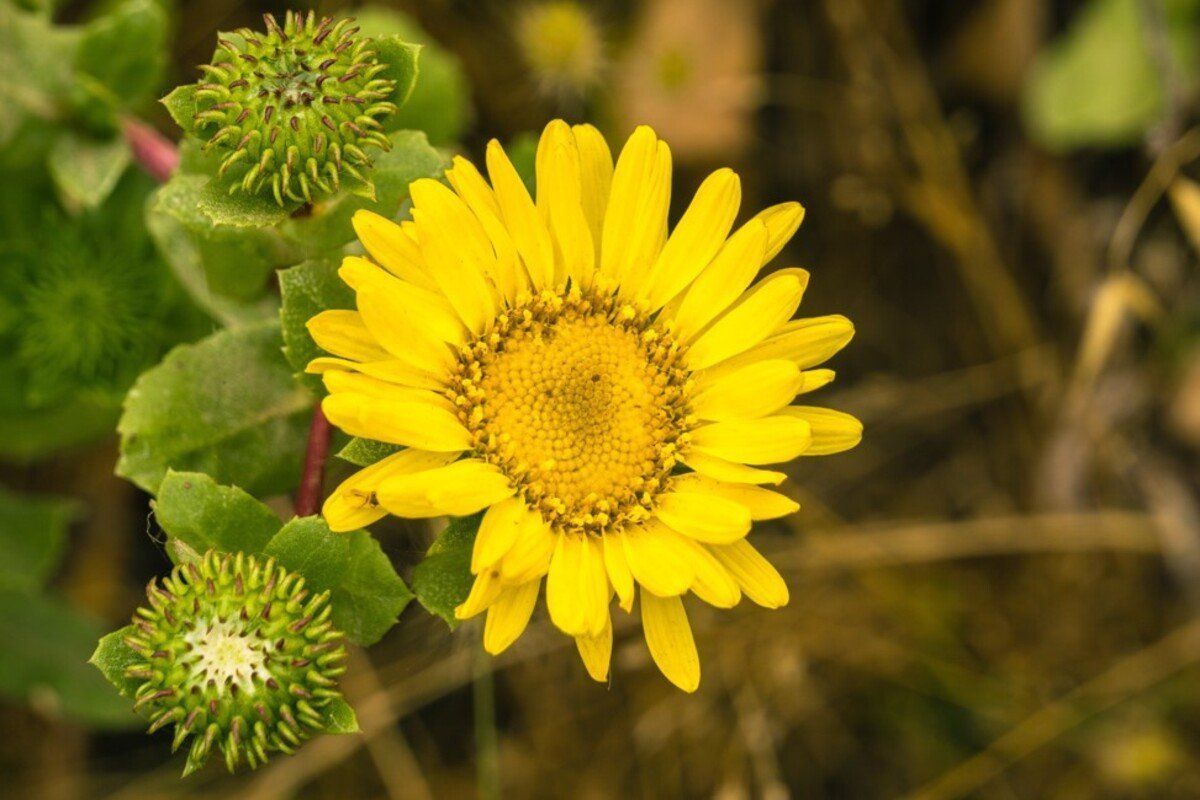 GRINDELIA