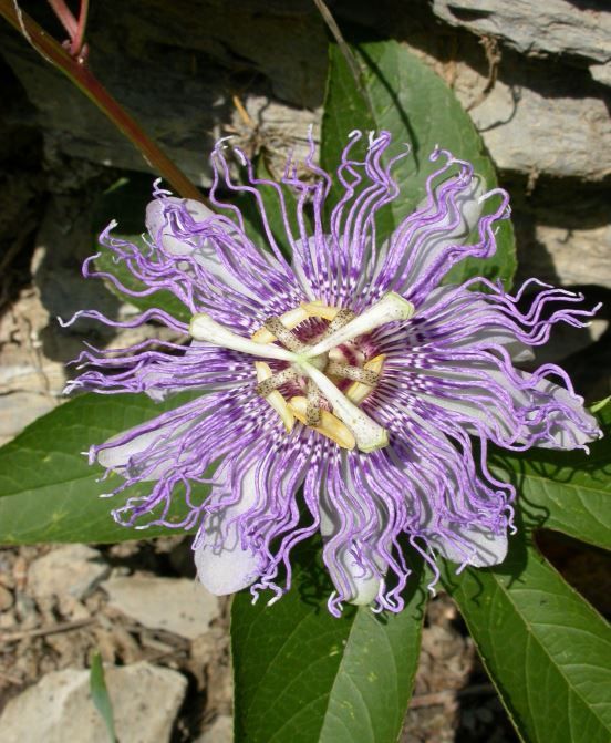 PASSIFLORA