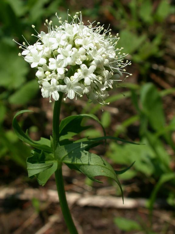 VALERIANA