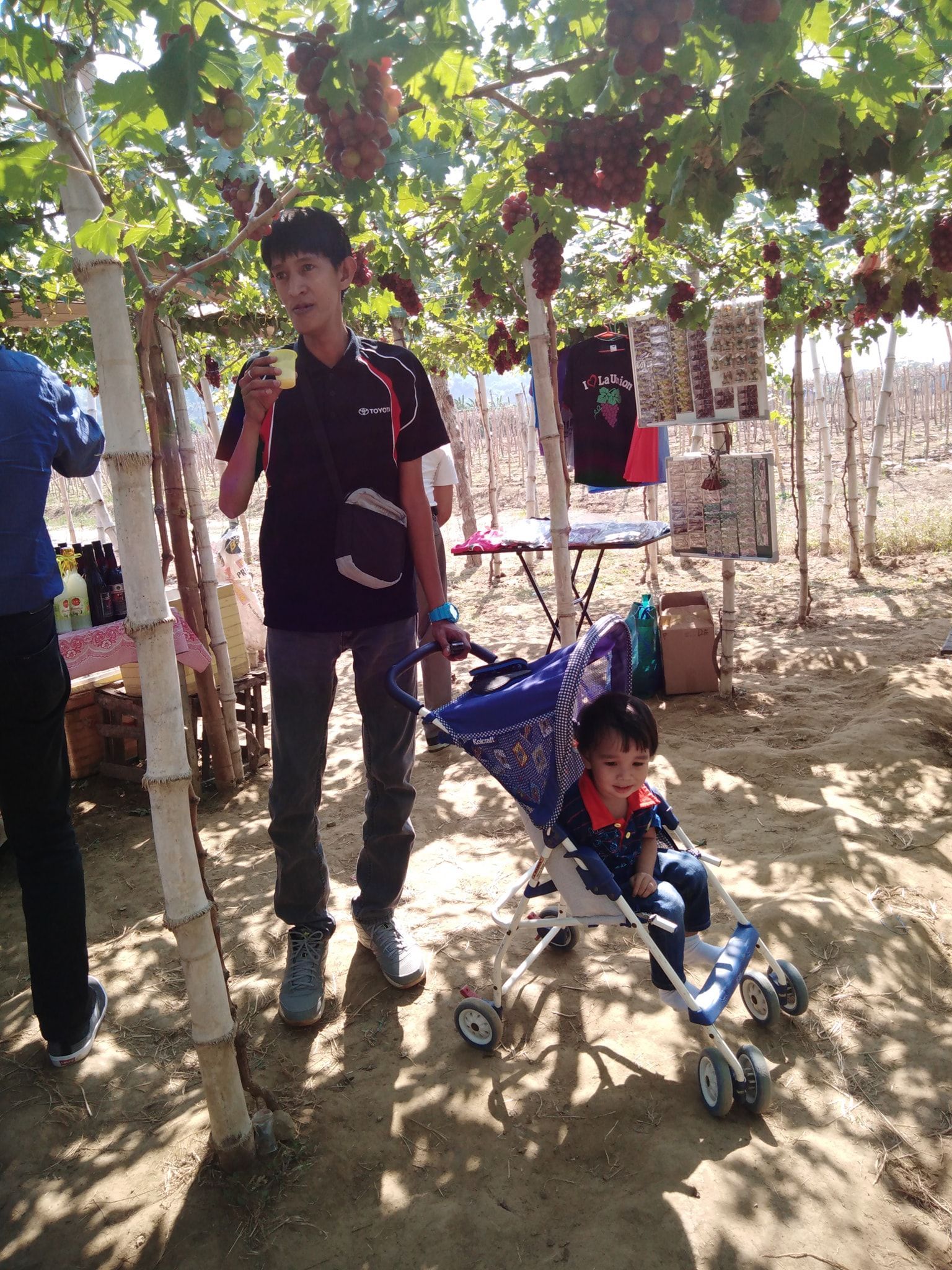 Man and child near grapes. Child in stroller. Outdoors, sunny day.