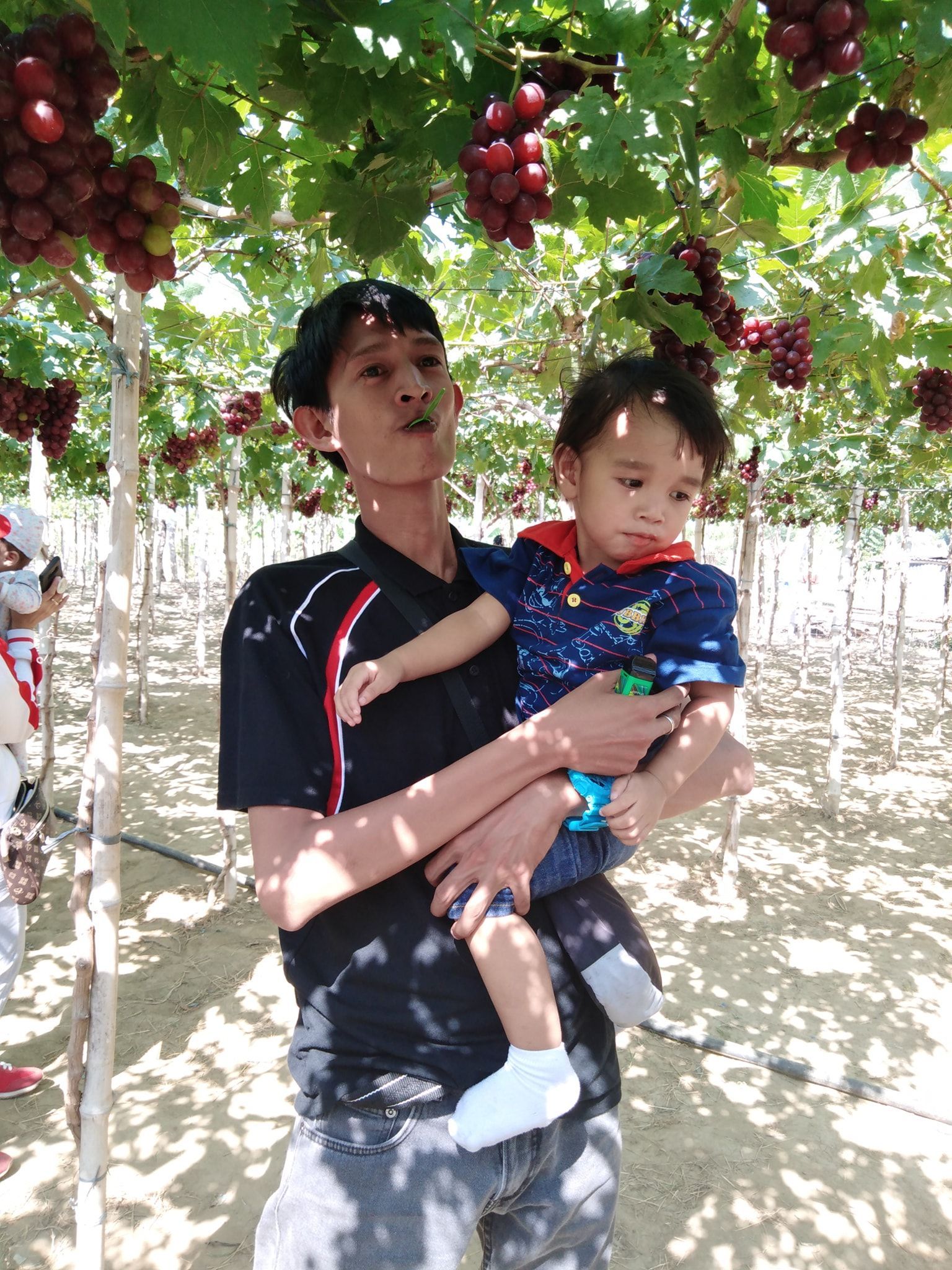 Man holding a child under grape vines laden with red grapes. They are outdoors.