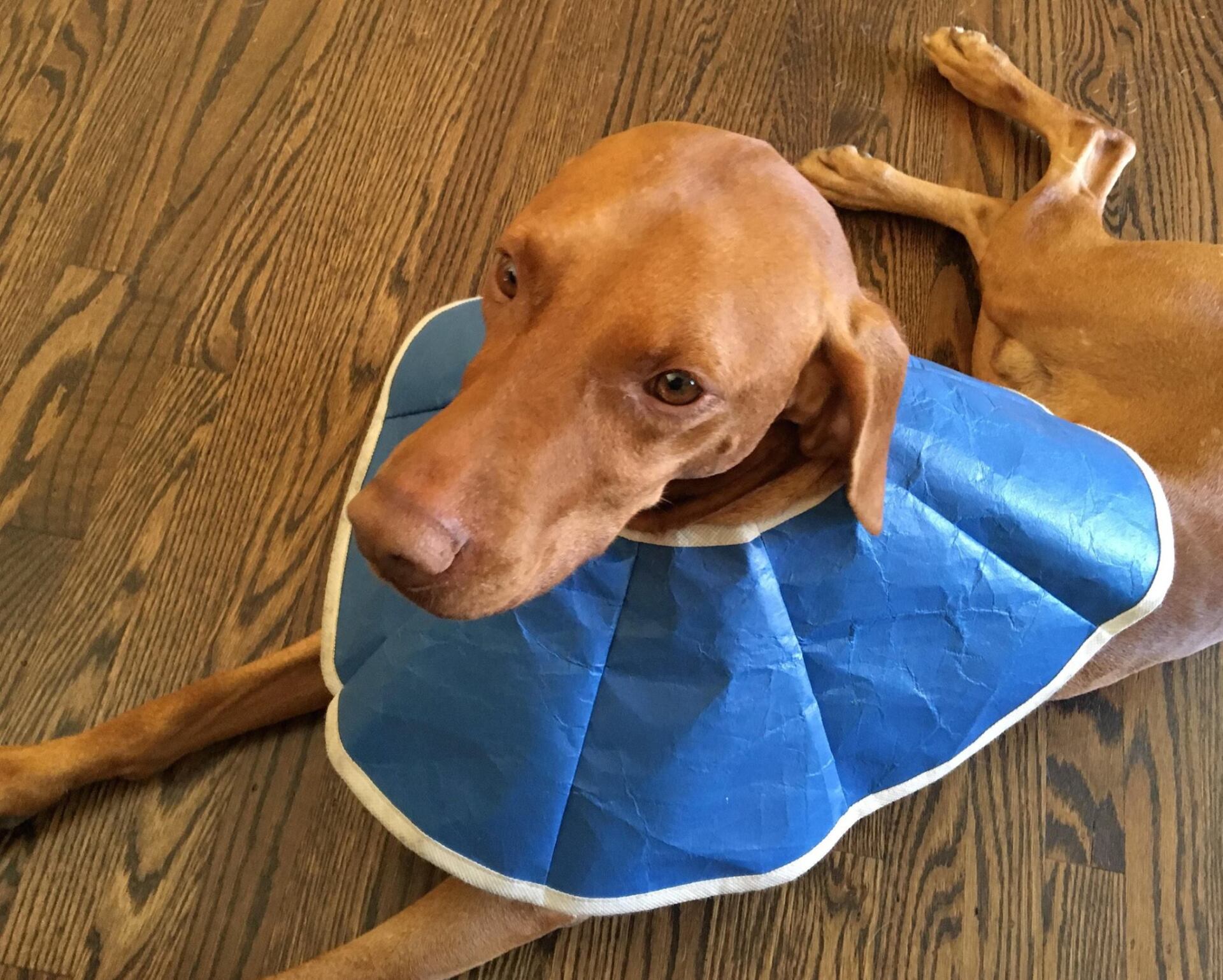 Vizsla Shelter 26 - eyo25tf