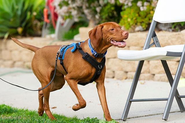 AKC Scent Work Judge's Education Seminar